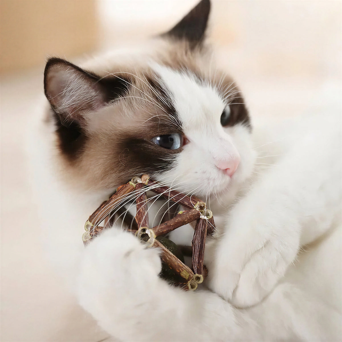 Jouet de bâtonnets en bois avec boule de cataire pour chat Pour toi Mon chat