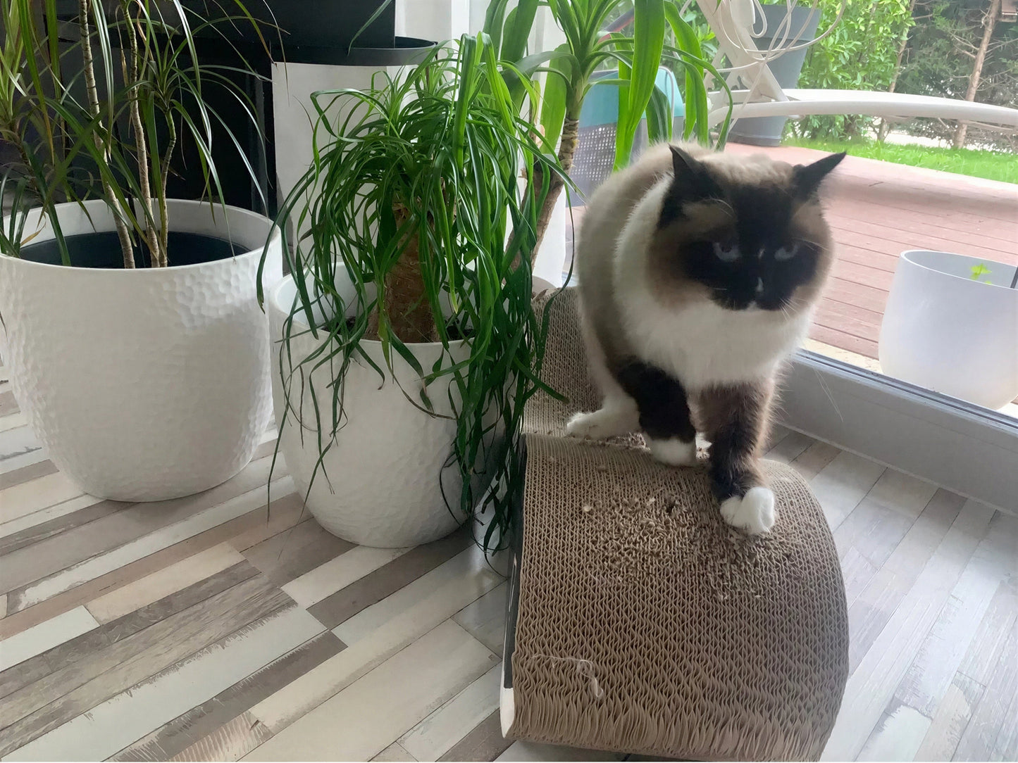 Lit à gratter pour chat en carton ondulé Pour toi Mon chat