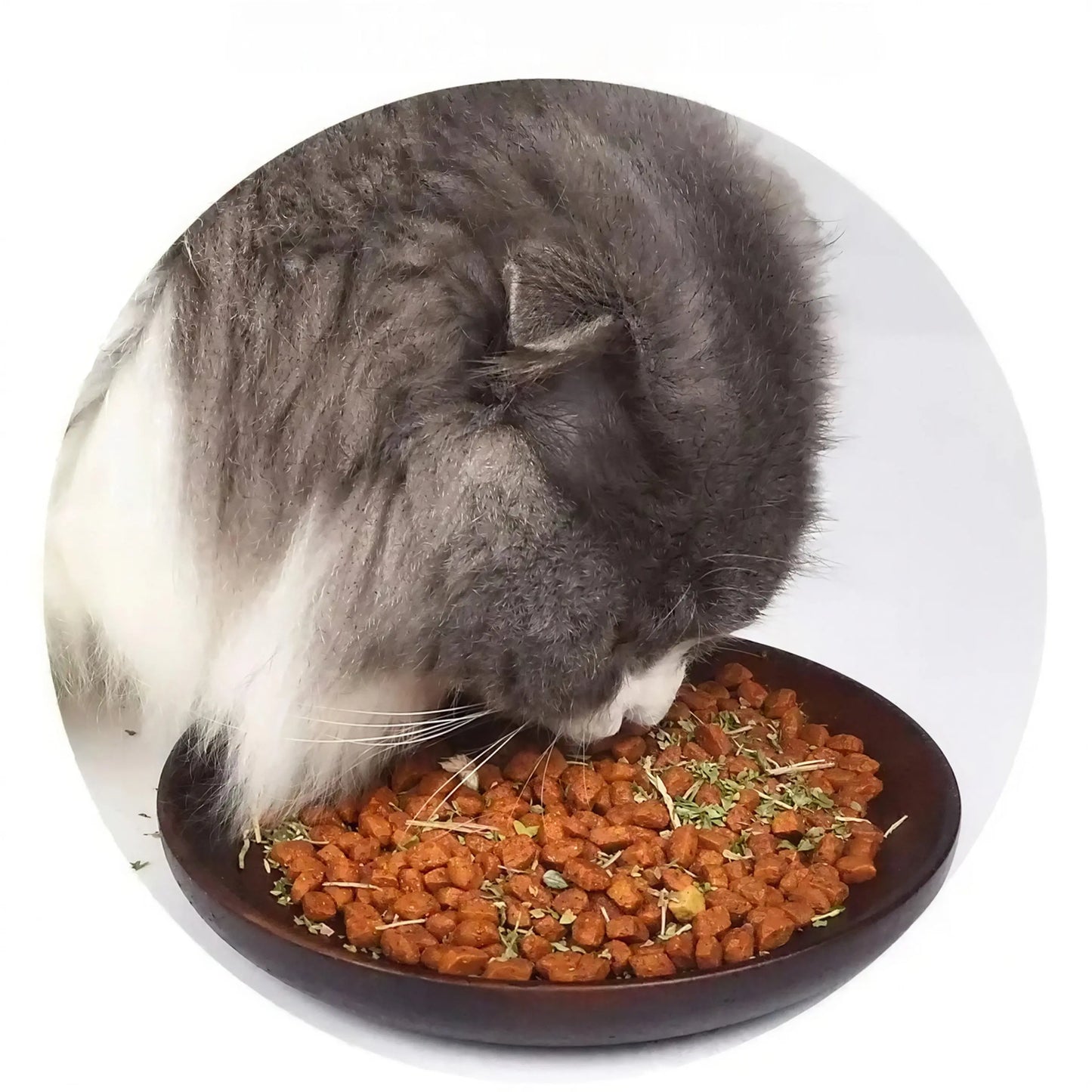 Herbe à Chat Verte en Pot Goût Menthe Pour toi Mon chat