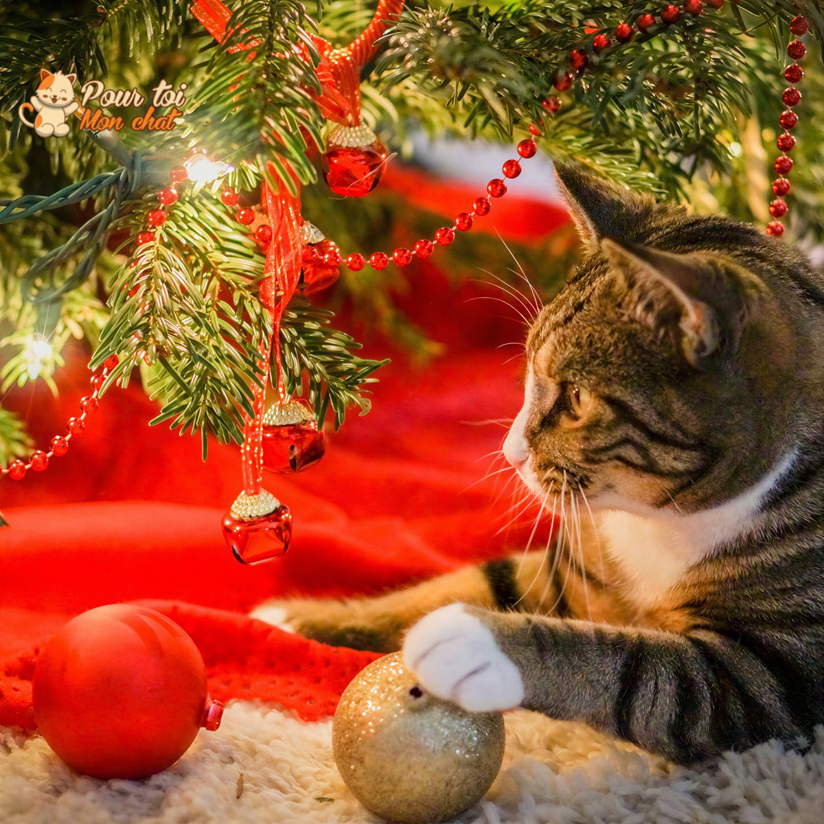 Noël - Niche, lit en forme de Sapin de Noël - MonBeauChatPin™ Pour toi Mon chat