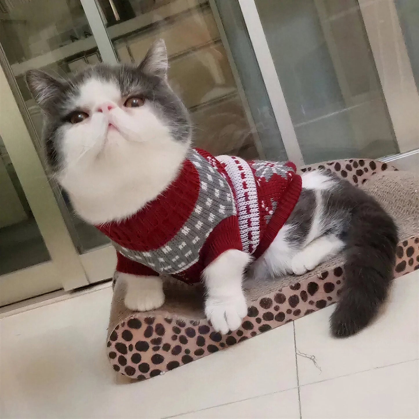 Pull pour Chat Chaud Style Noël avec des Cerfs Pour toi Mon chat
