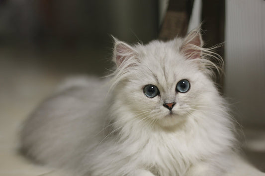 teigne chat