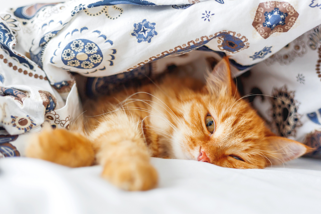 Pourquoi Mon Chat Ne Dort Pas Dans Son Lit ? Solutions et Astuces !