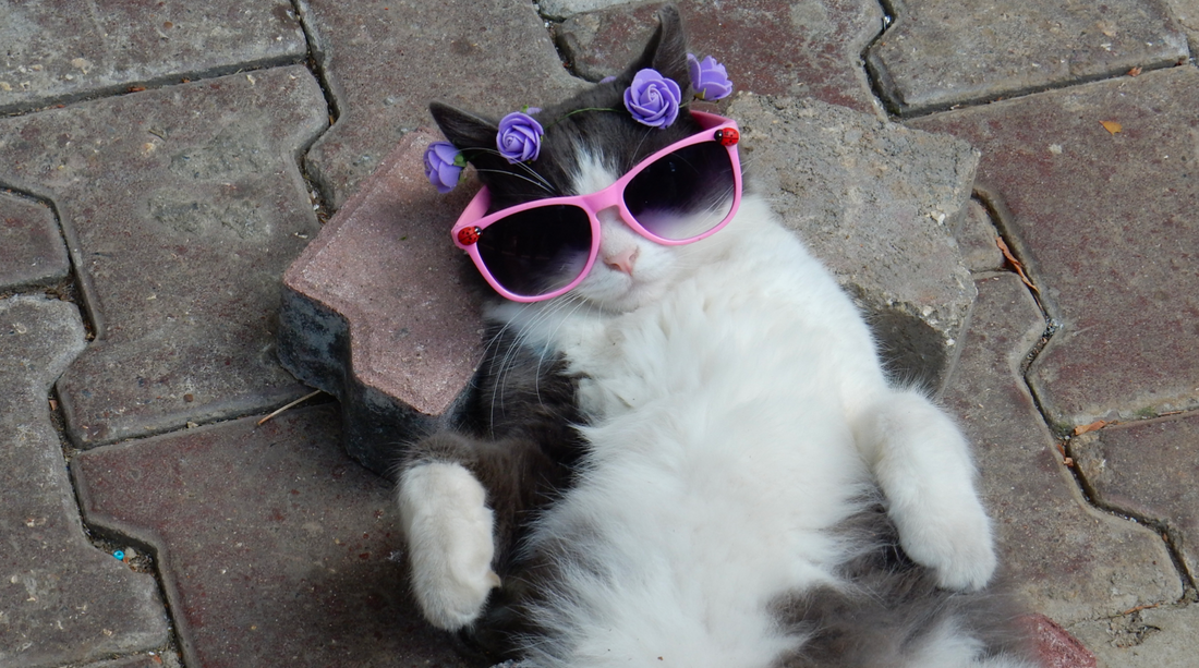 chat heureux