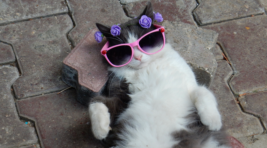 chat heureux