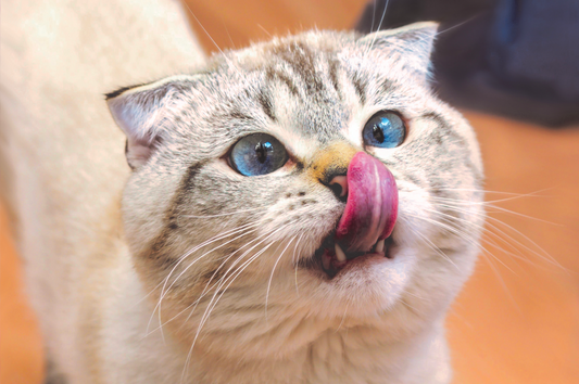 moustaches de chats