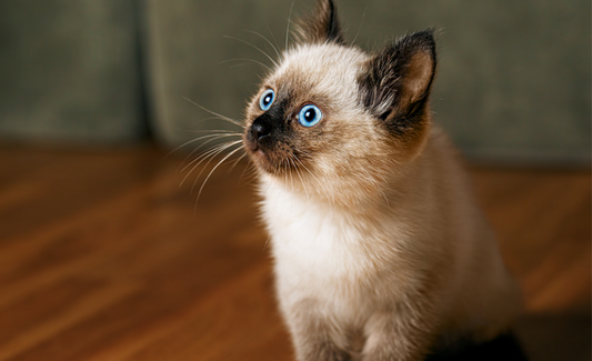 chat blanc yeux bleu