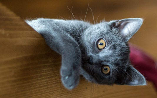 Chat gris foncé avec les yeux orangés, allongé et appuyé sur un rebord en bois.