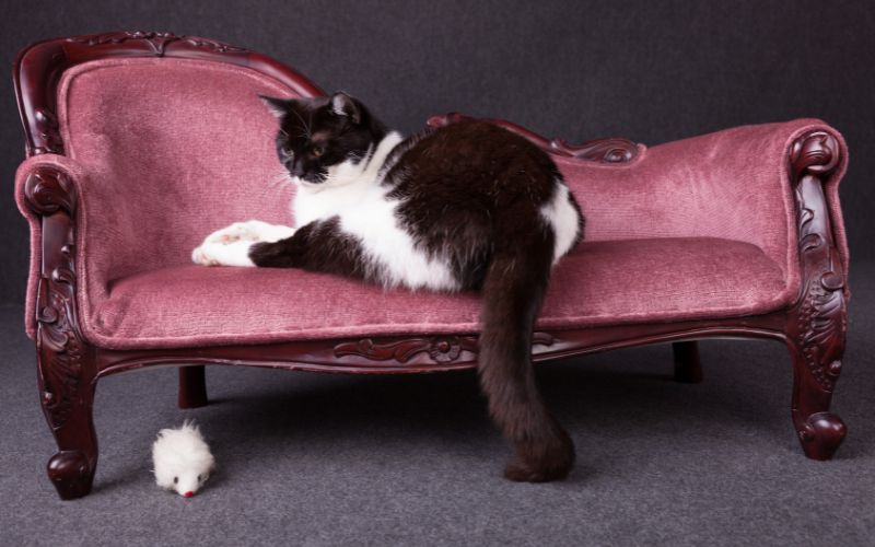 Chat noir et blanc à poil long, allongé sur un sofa à sa taille rose.