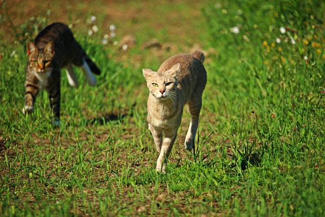 vitesse chat