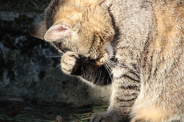retrouver son chat par la pensée