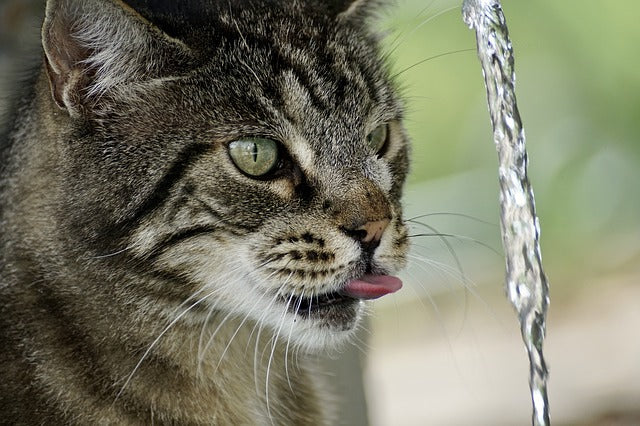 fontaine à eau chat ultra silencieuse