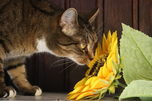 fleur toxique chat