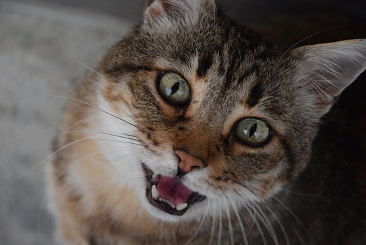 pourquoi mon chat miaule la nuit