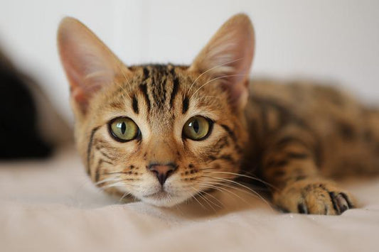 espérance de vie chat stérilisé