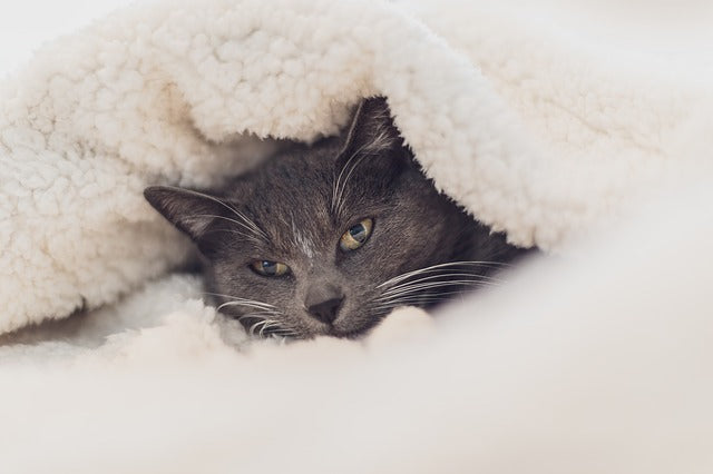 Un chat peut il avoir froid