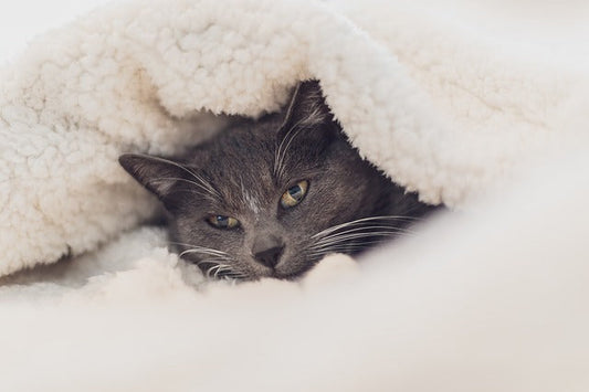 Un chat peut il avoir froid