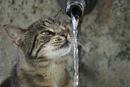 peut on laver un chat avec du shampoing pour humain