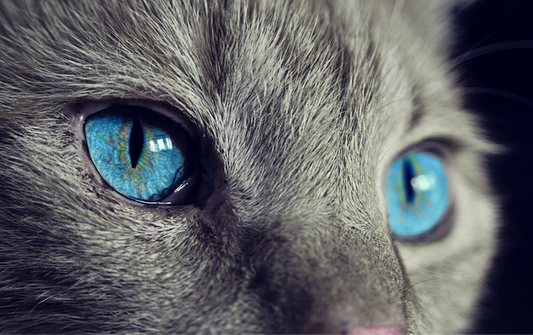 chat yeux qui coulent