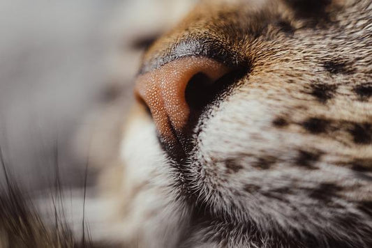 mon chat respire fort