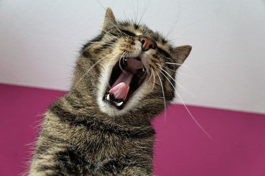comment punir un chat