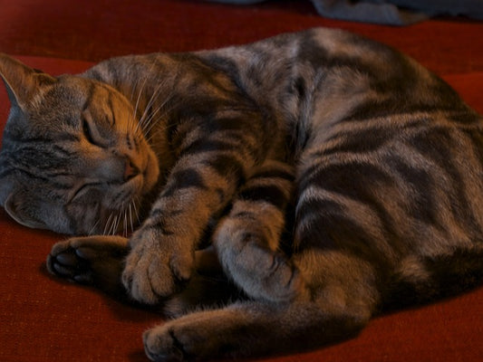 odeur litière chat