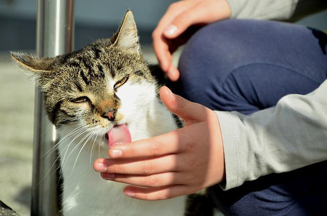 mon chat me lèche