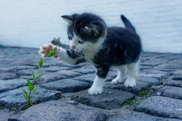 couper les griffes de son chat