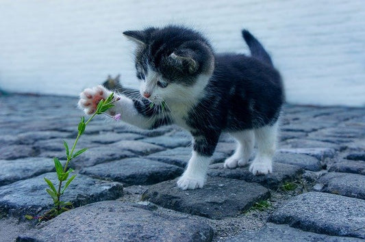 couper les griffes de son chat