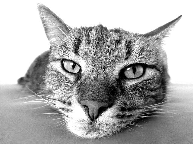 chat urine de partout