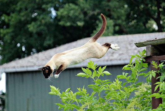 comportement chat après chute