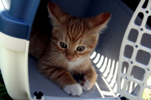transporter chat voiture