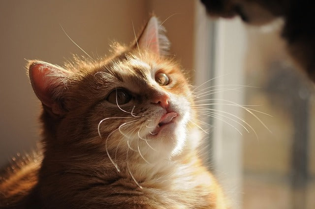 communication animale chat