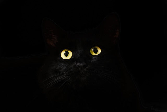 chat noir signification