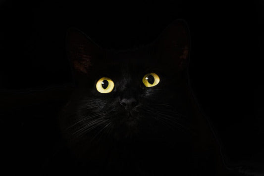 chat noir signification