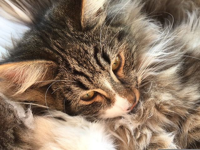 mon chat perd ses poils et maigrit