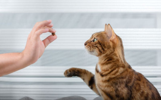 Chat une pate levé face à une main d'humain qui lui présente une friandise.