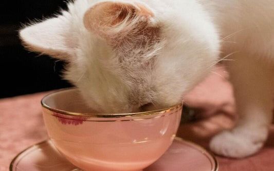 Un chat qui boit dans une tasse