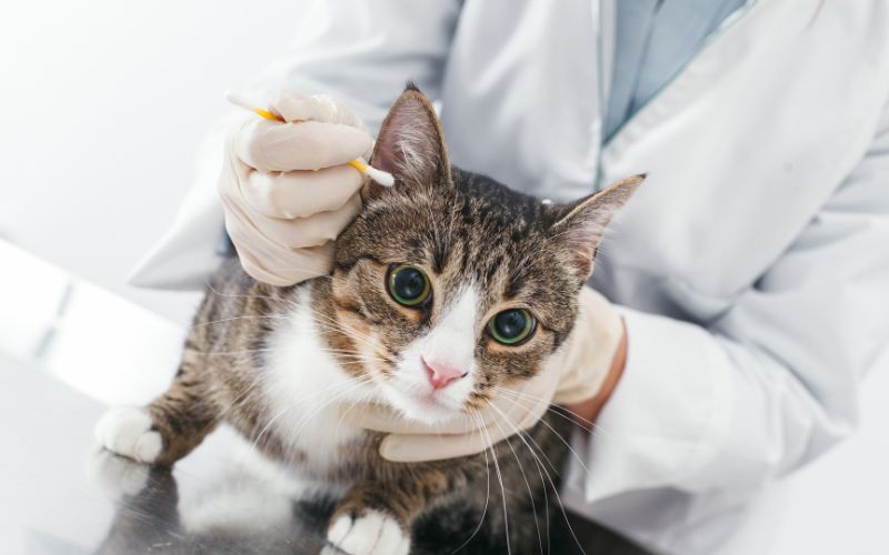 Chat tenue par une personne portant des gants et un coton tige pour nettoyer l'oreille du chat.