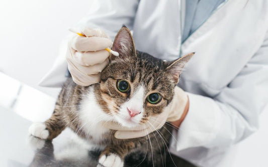 Chat tenue par une personne portant des gants et un coton tige pour nettoyer l'oreille du chat.