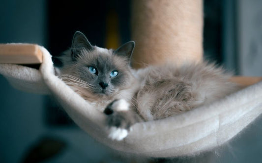 Chat à poils longs, dans les gris beige, avec le yeux bleu, allongé dans un hamac pour chat blanc.