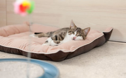 Chat allongé sur son coussin rectangle rose et noir.