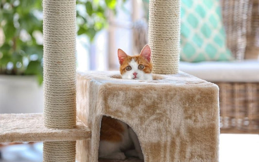 Chat blanc et roux, dans un arbre à chat, on ne voit que sa tête qui sort d'un carré.