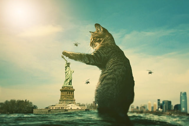 meilleur jouet chat