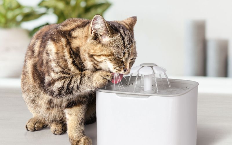 Chat tigré noir, marron, beige, roux, buvant dans une fontaine à eau carrée blanche, il à une patte posé sur la fontaine.