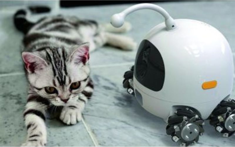 Chaton couché à côté d'un mini robot jouet interactif.