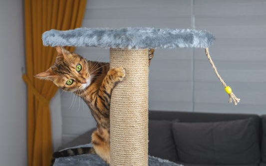 Chat tigré roux, jouant sur un arbre à chat dans un salon.