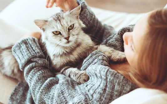 chat gris dans les bras d'une femme