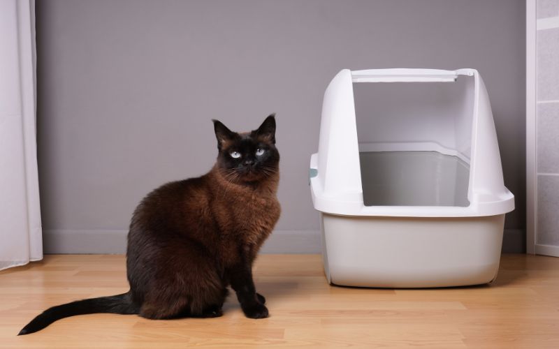 Chat noir, sur un parquet, à côté d'une litière pour chat. Le mur du fond est gris.