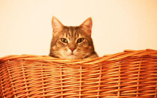 Chat dans un panier en rotin, on ne voit que sa tête qui dépasse.